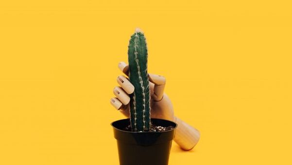 Grosor del pene usando el ejemplo de un cactus. 