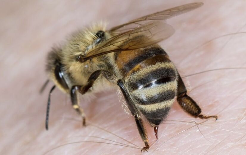 picaduras de abejas para agrandar el pene